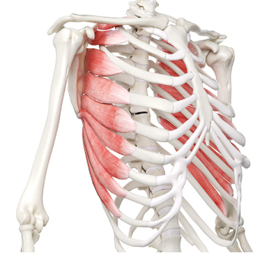 serratus