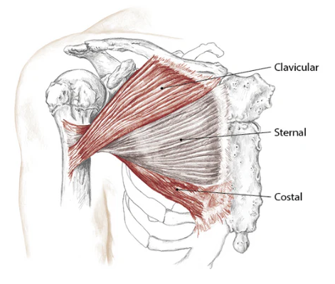 pec-major
