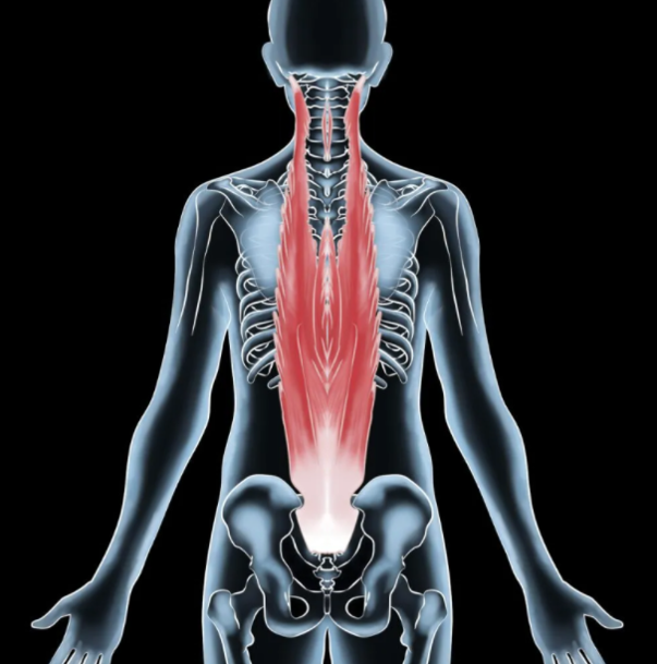 erector-spinae