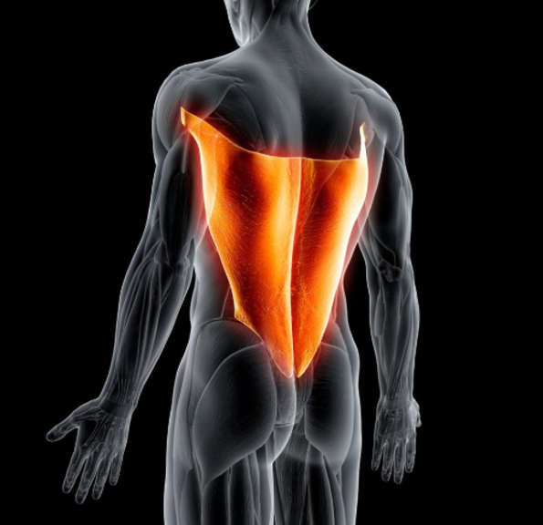 latissimus-dorsi