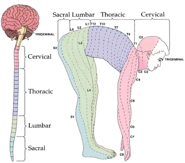 dermatom-segment