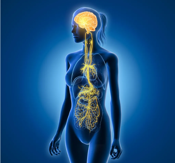 vagus-nerve