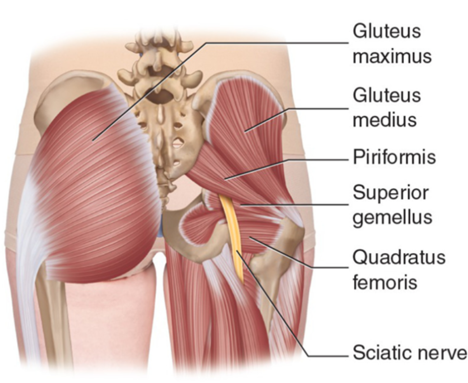 piriformis