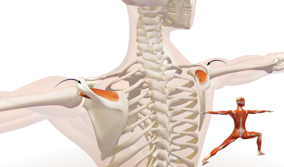 supraspinatus
