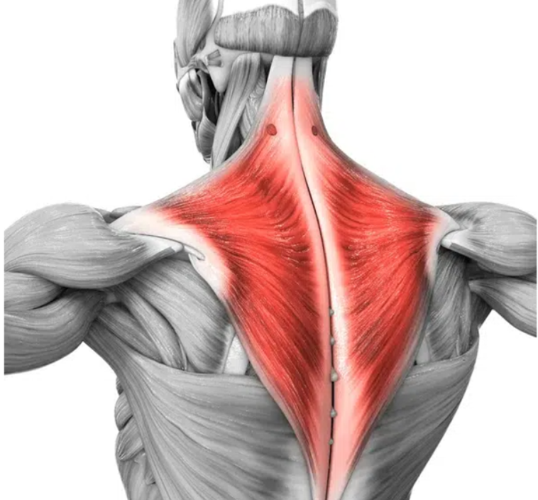 trapezius