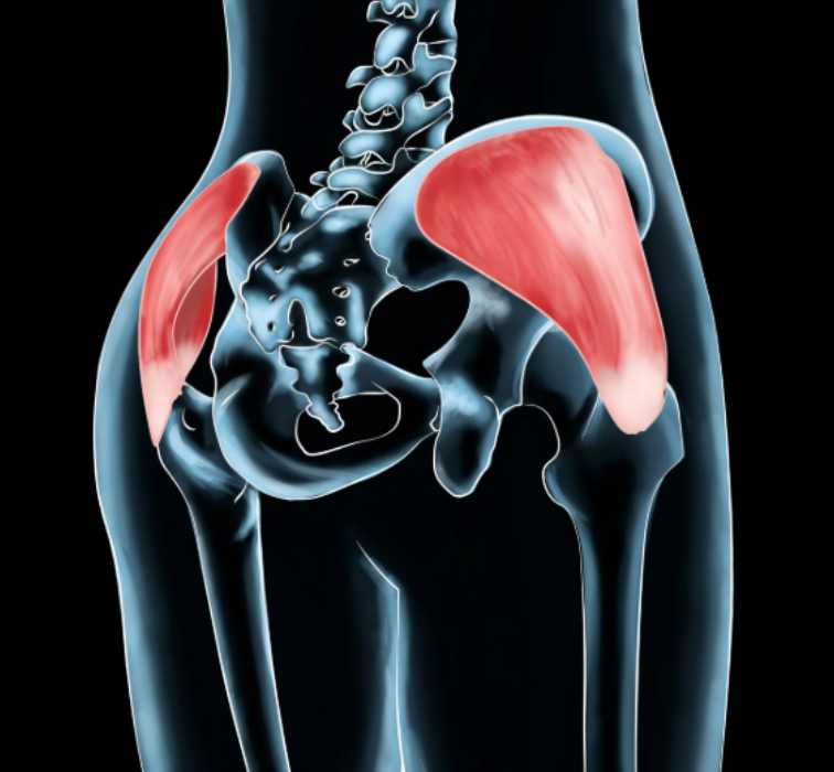 gluteus-med