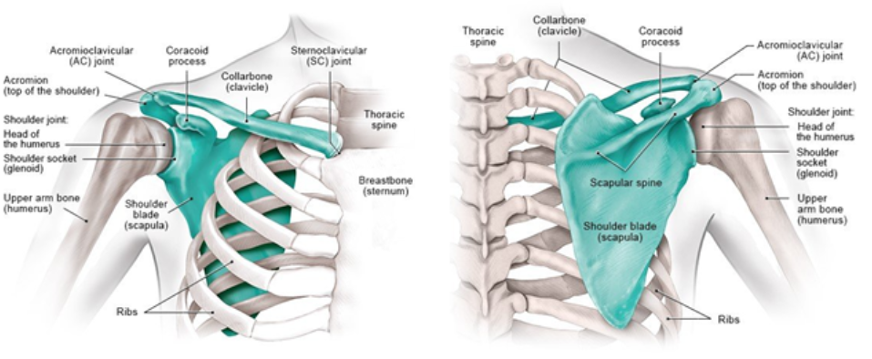 shoulder-girdle