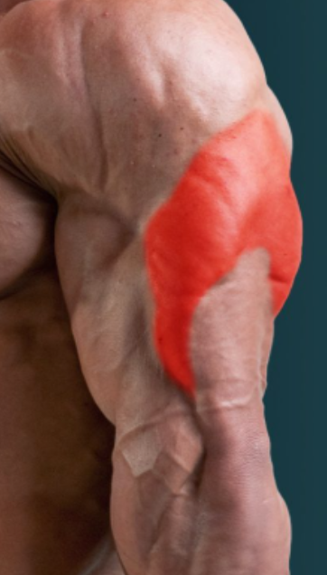 triceps